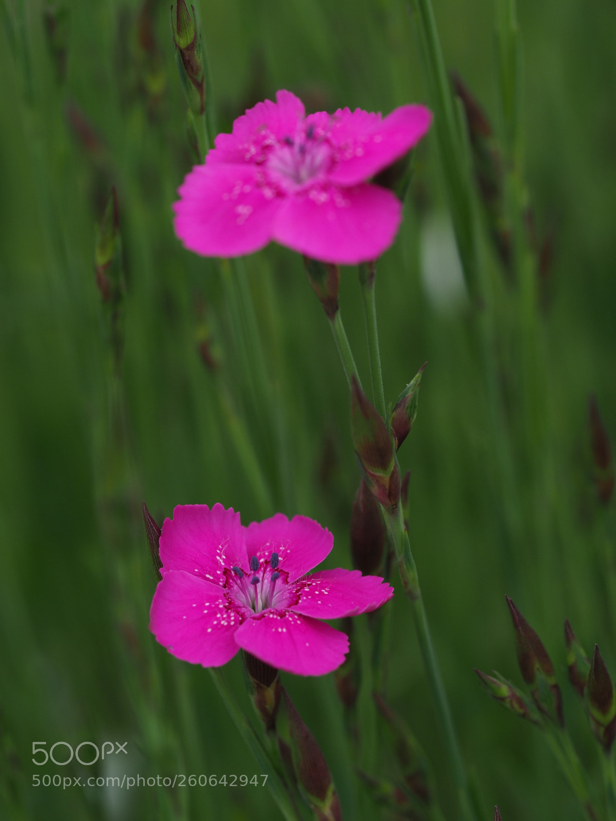Olympus OM-D E-M1 Mark II sample photo. Pinks photography