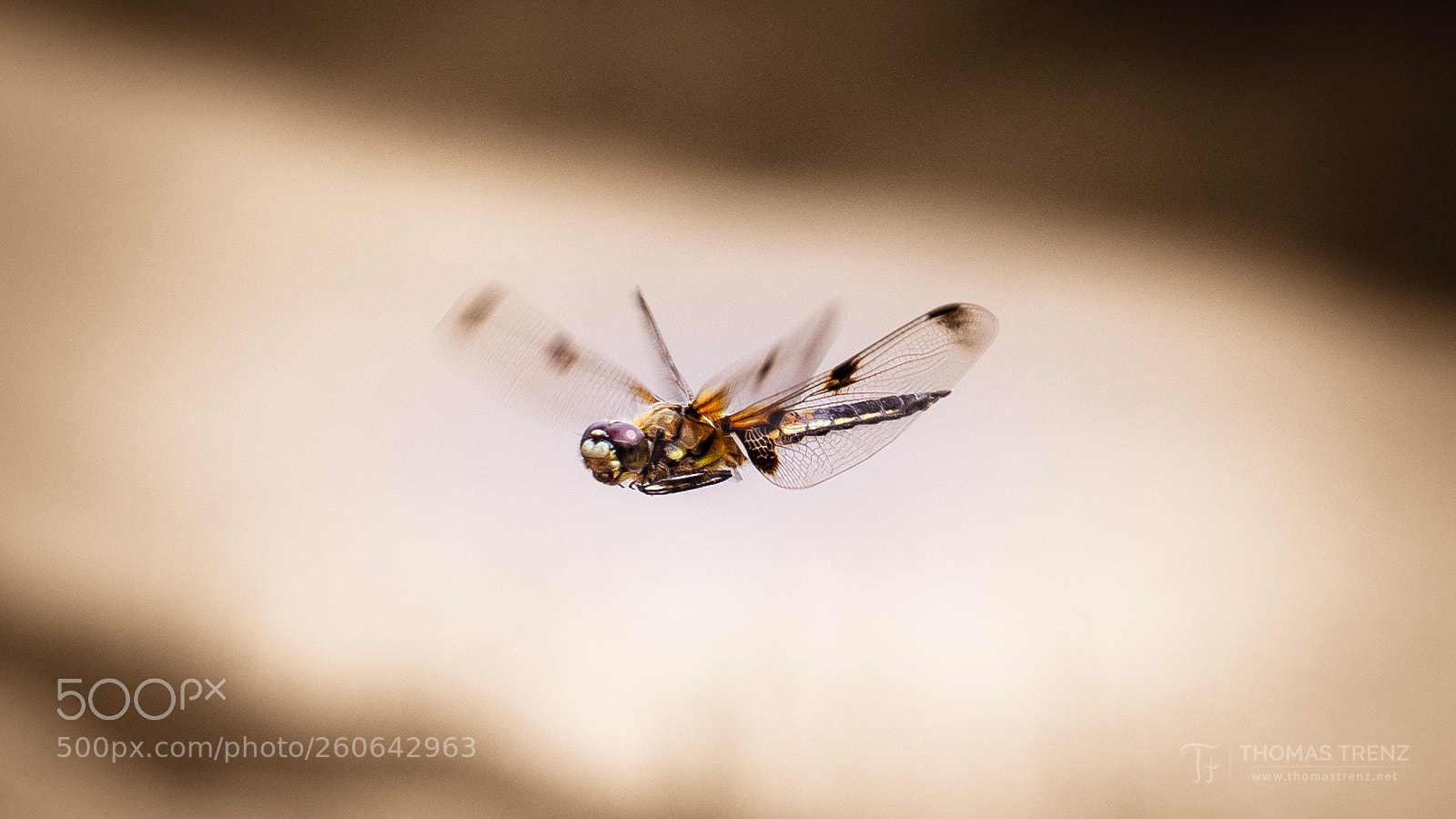 Nikon D600 sample photo. Dragonfly is hunting... photography