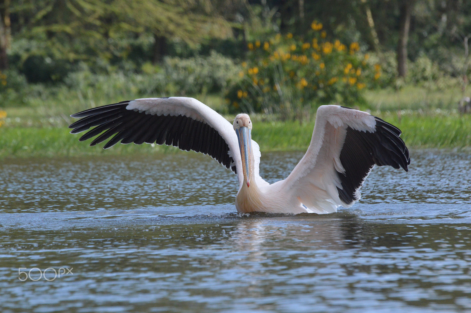 Nikon D3200 sample photo. Pelican not pelican't photography