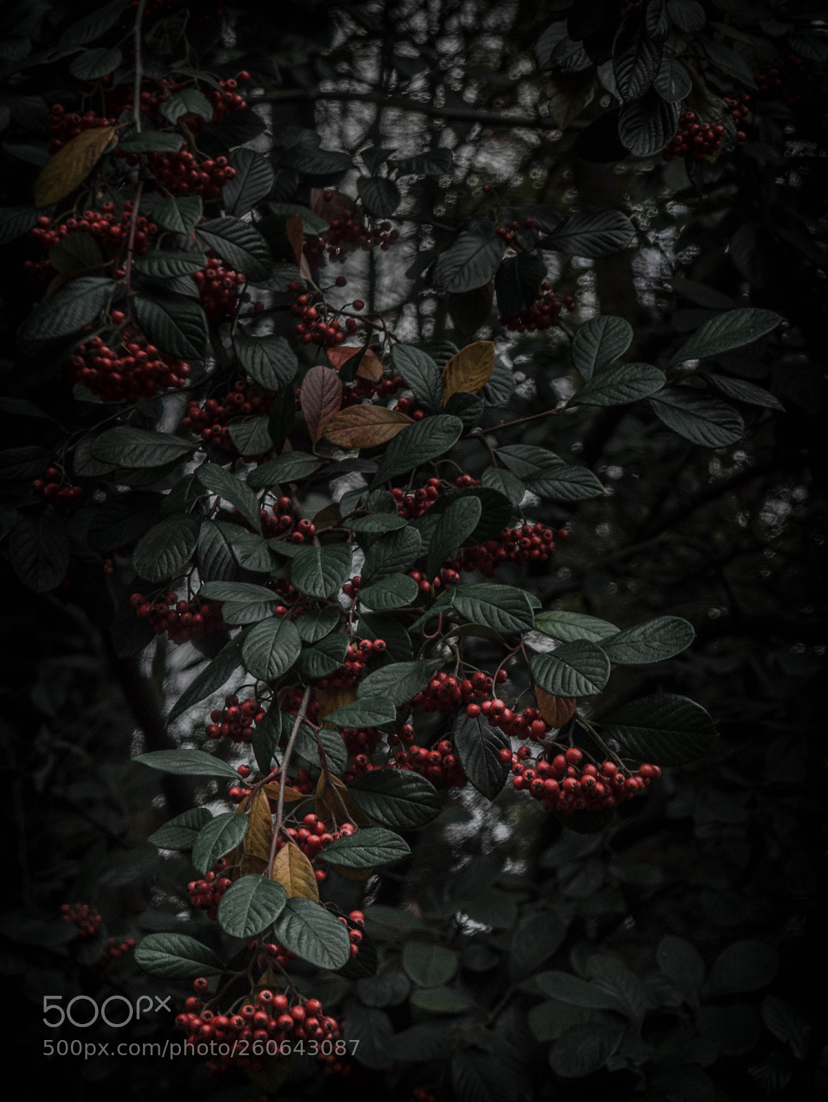 Olympus OM-D E-M10 sample photo. The red and the photography