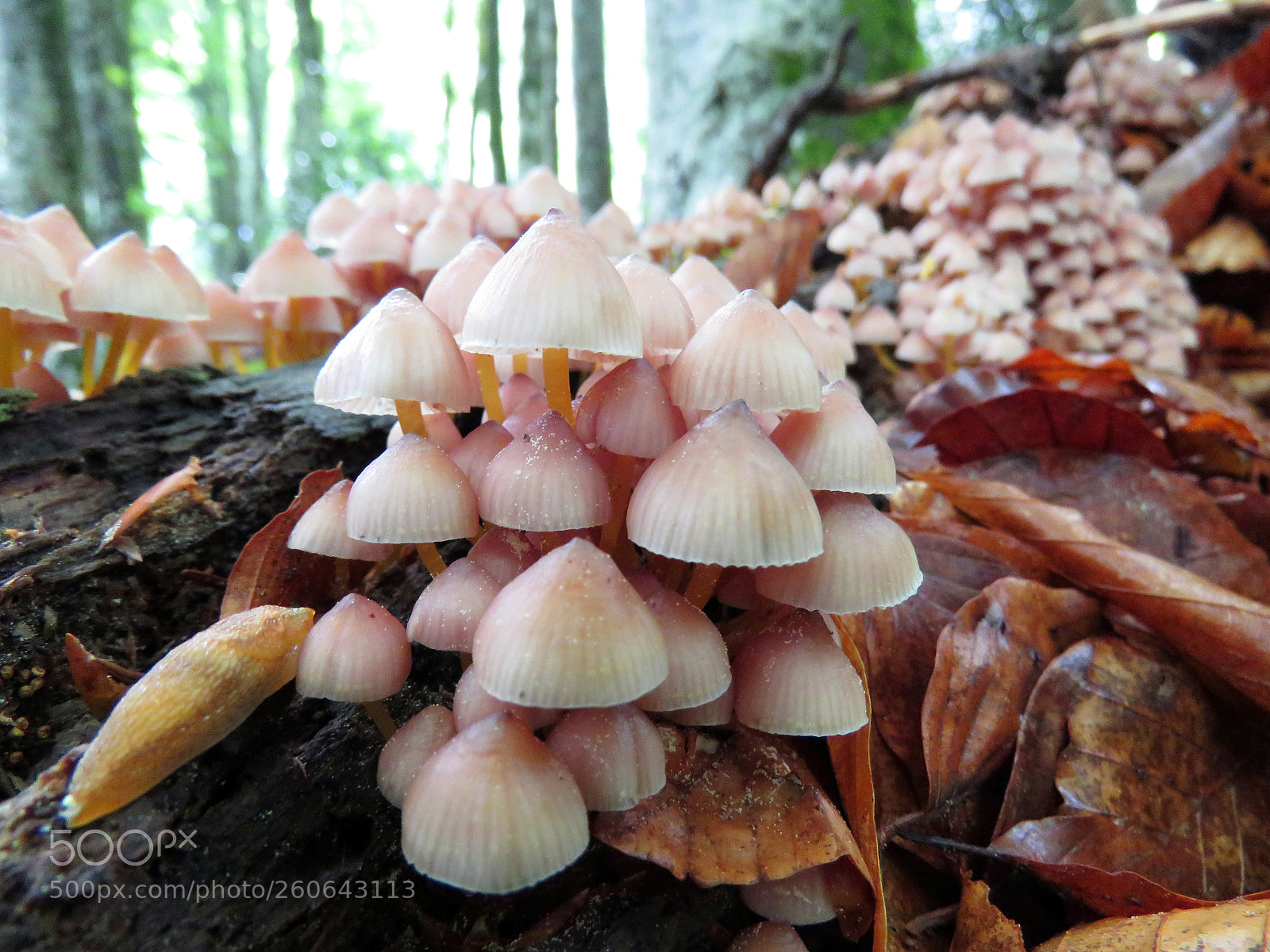 Canon PowerShot SX60 HS sample photo. Mushrooms photography