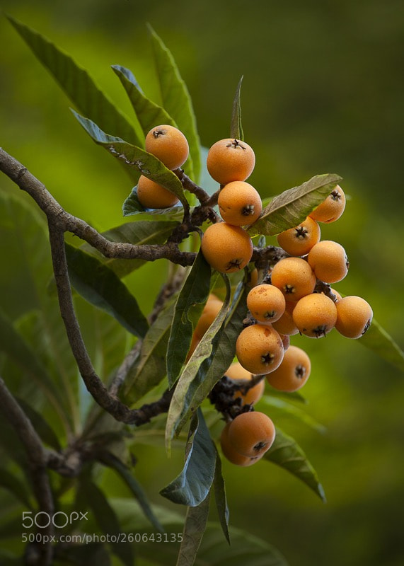 Canon EOS 5D Mark II sample photo. Loquats photography
