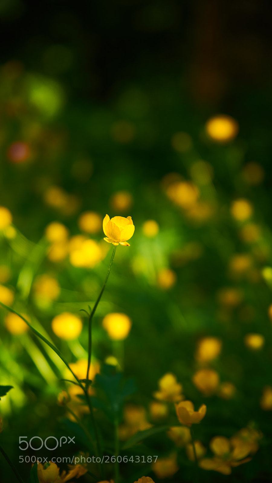 Sony a7 sample photo. Bokehlicious photography