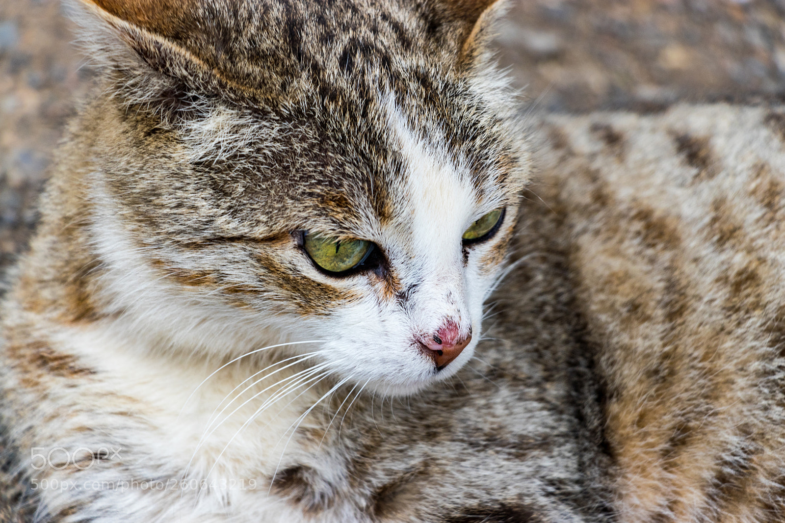 Canon EOS 80D sample photo. Cat in persia photography
