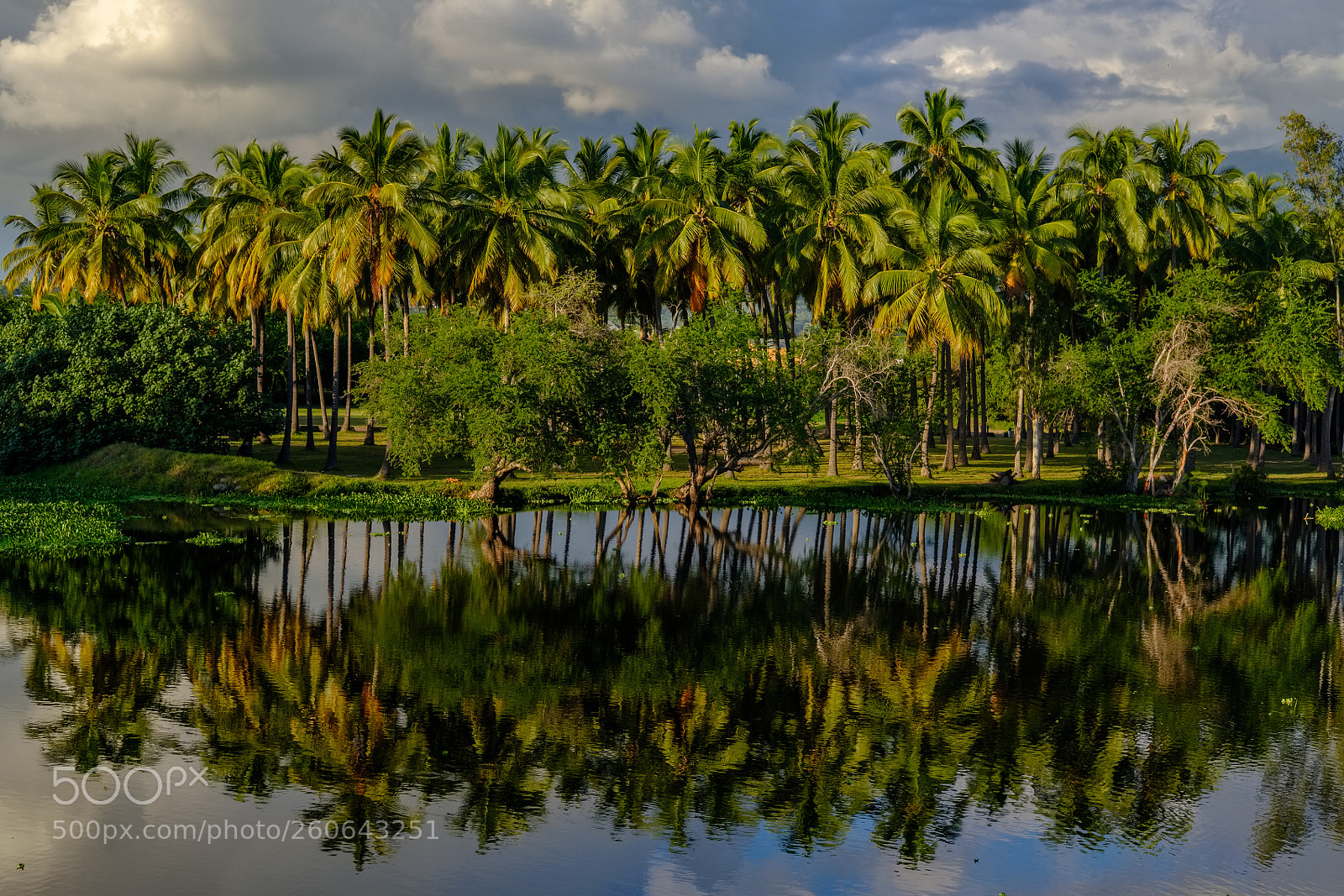 Fujifilm X-T2 sample photo. Palm tree grove at photography