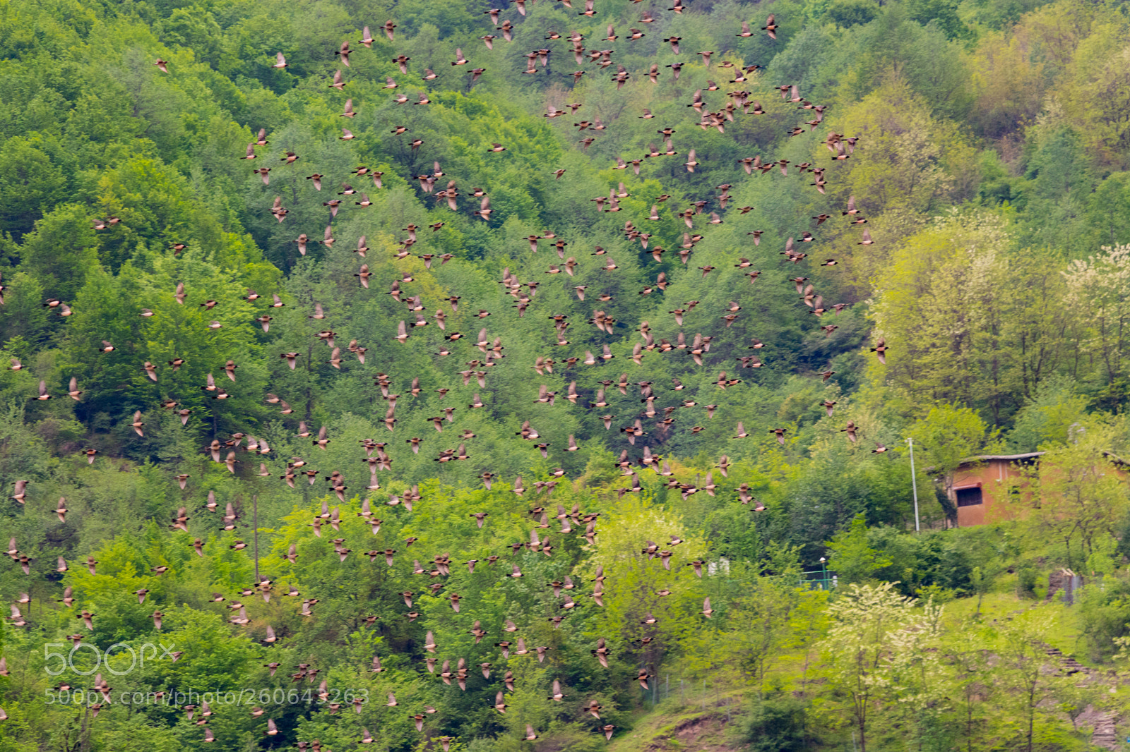 Canon EOS 80D sample photo. Flying birds photography