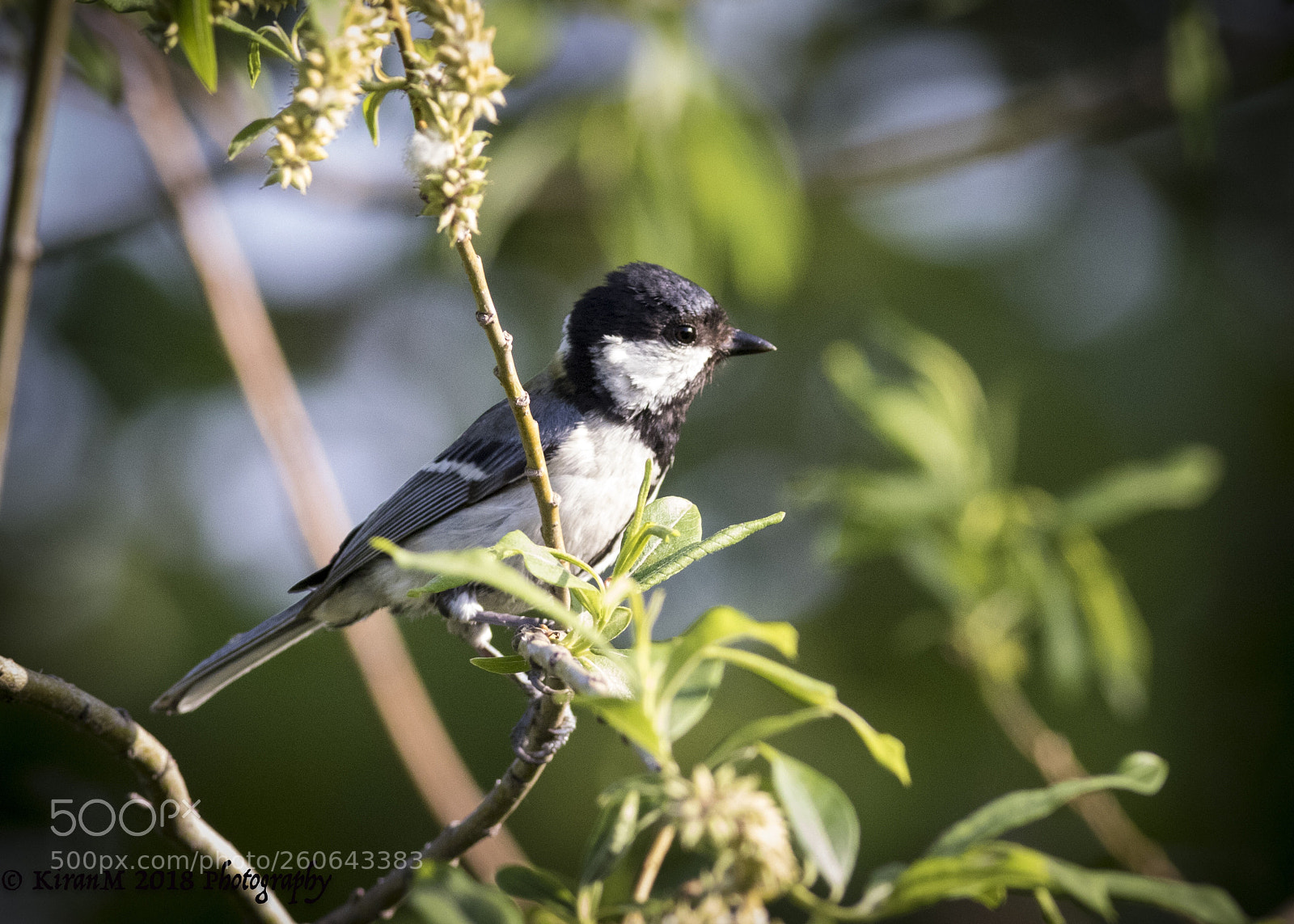 Canon EOS 7D Mark II sample photo. Tit in golden light photography