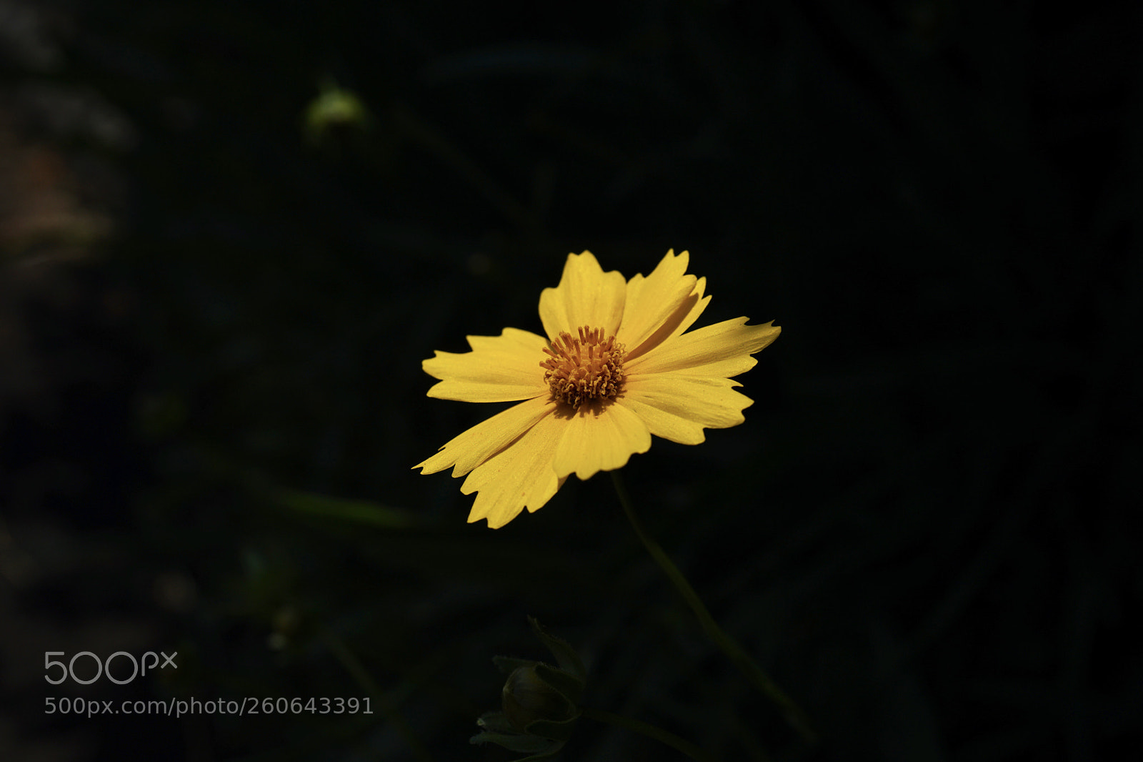 Sony a7 II sample photo. Black and yellow. photography