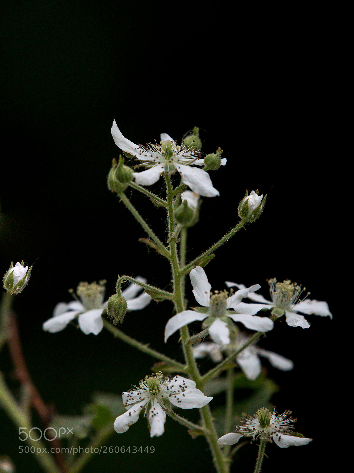 Nikon D750 sample photo. Flowers, blooms and buds photography