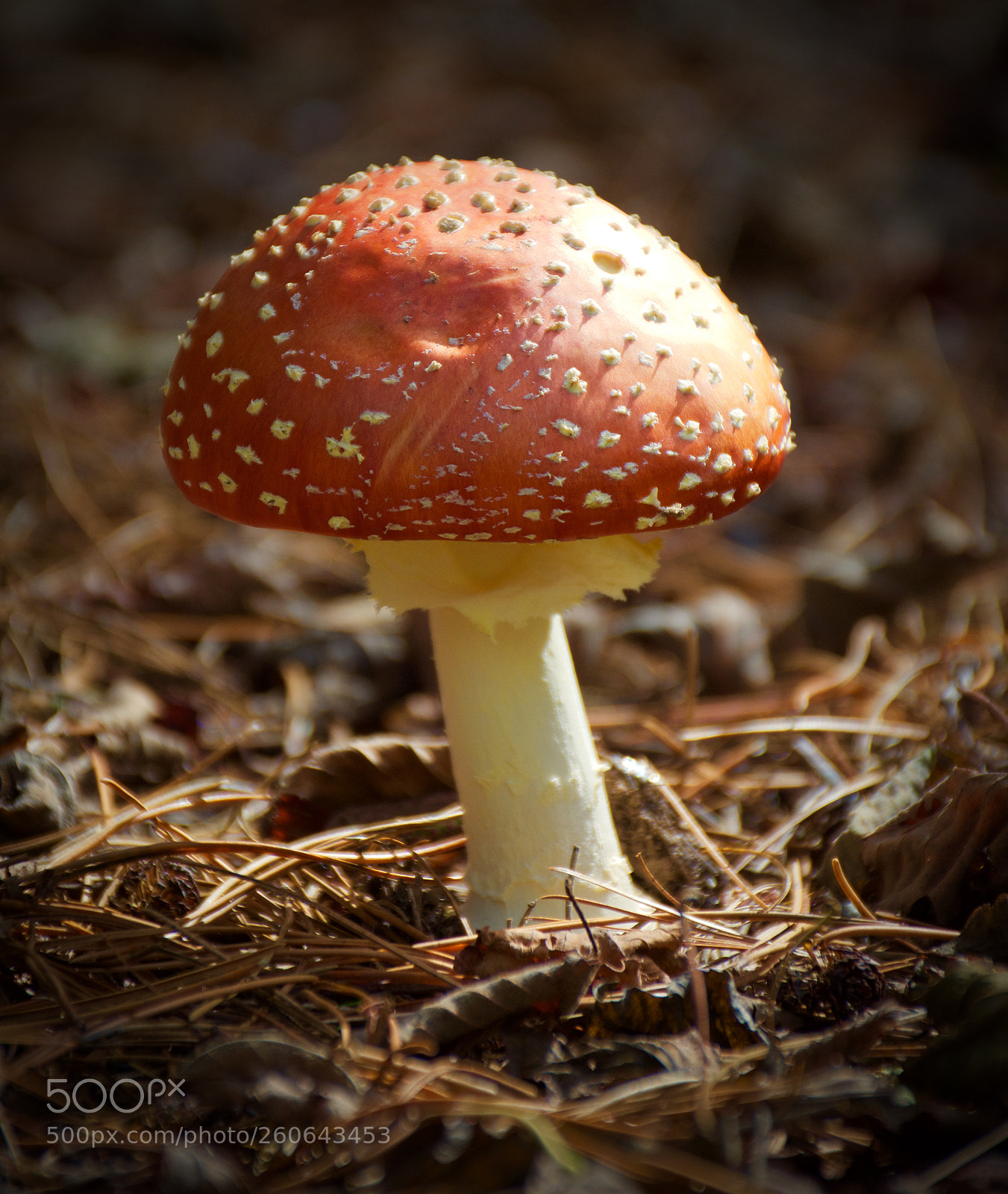 Nikon D7200 sample photo. Mushroom at mt lofty photography