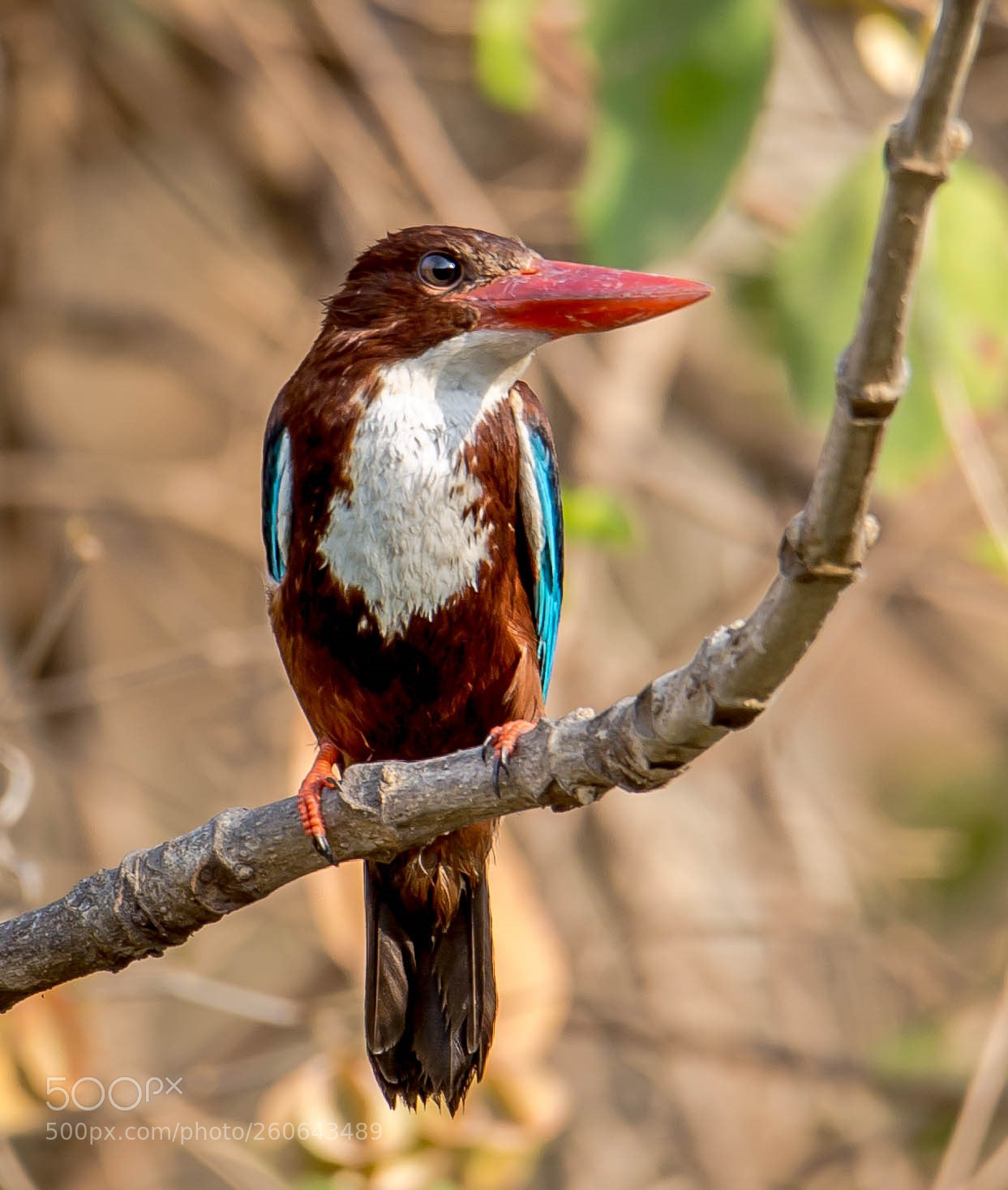 Canon EOS 6D sample photo. White breasted kingfisher photography
