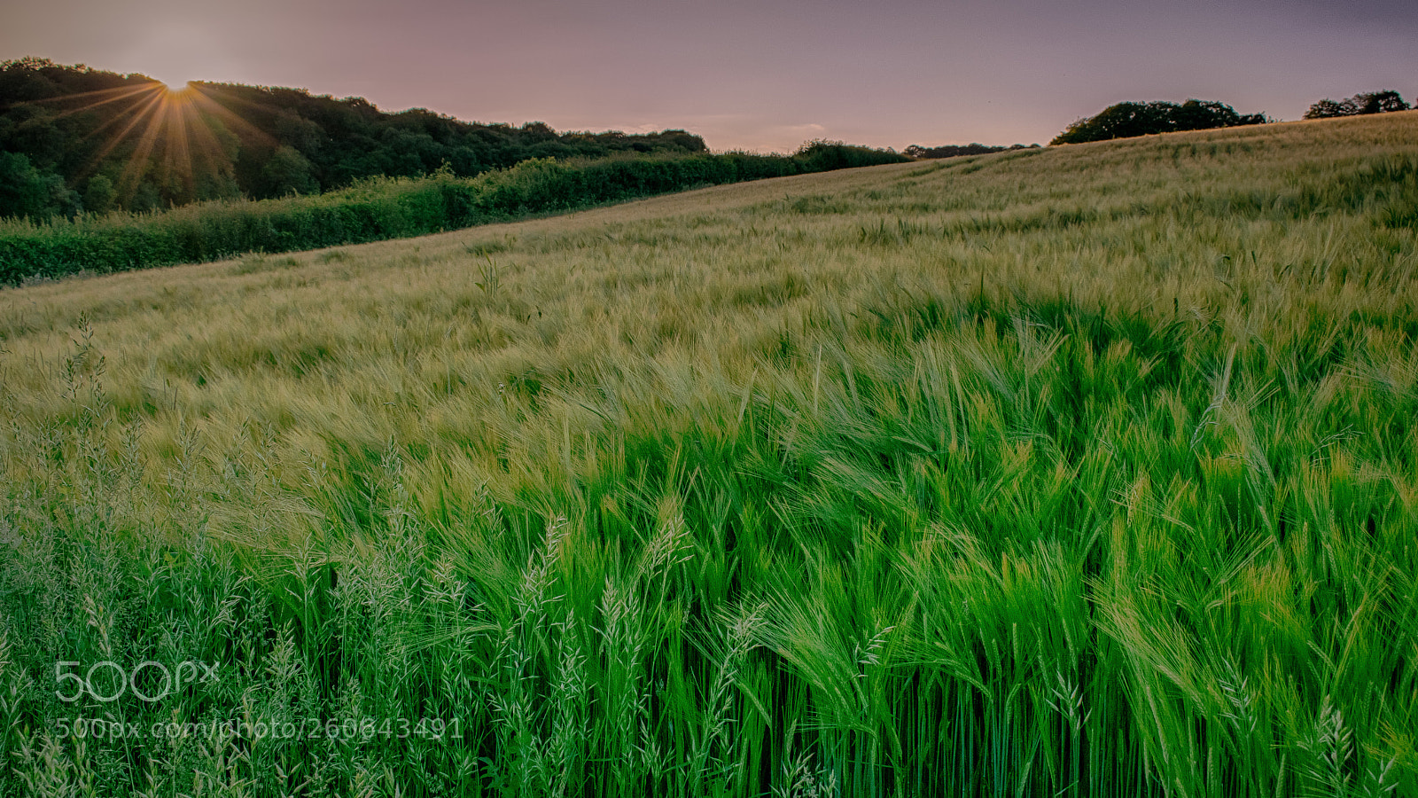 Nikon D3300 sample photo. Arable photography
