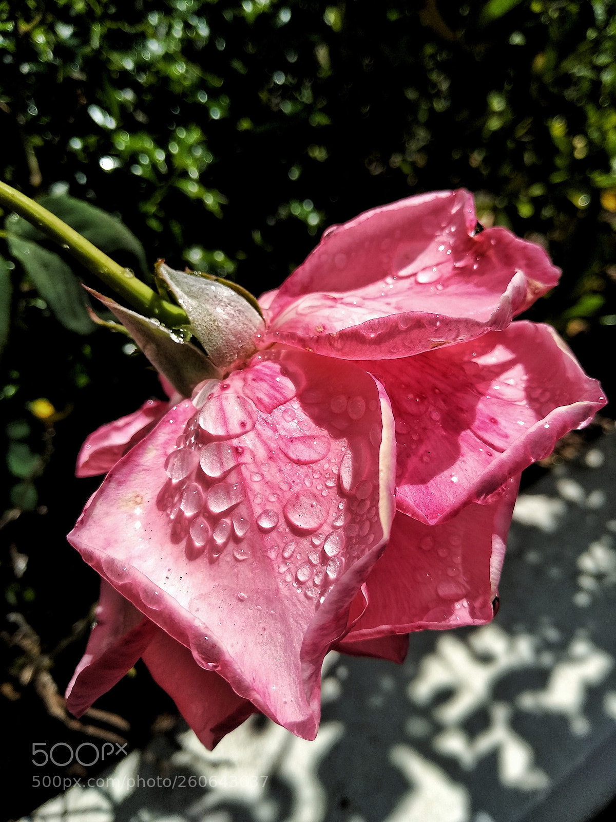 Xiaomi Mi A1 sample photo. Flower photography
