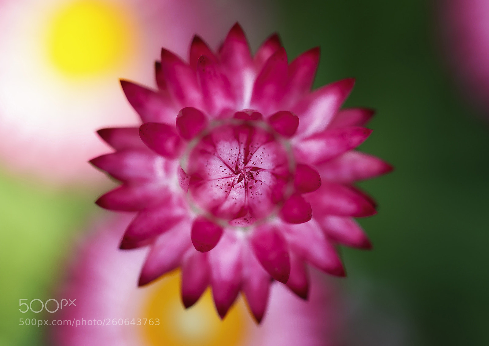 Canon EOS 7D Mark II sample photo. Extreme color photography