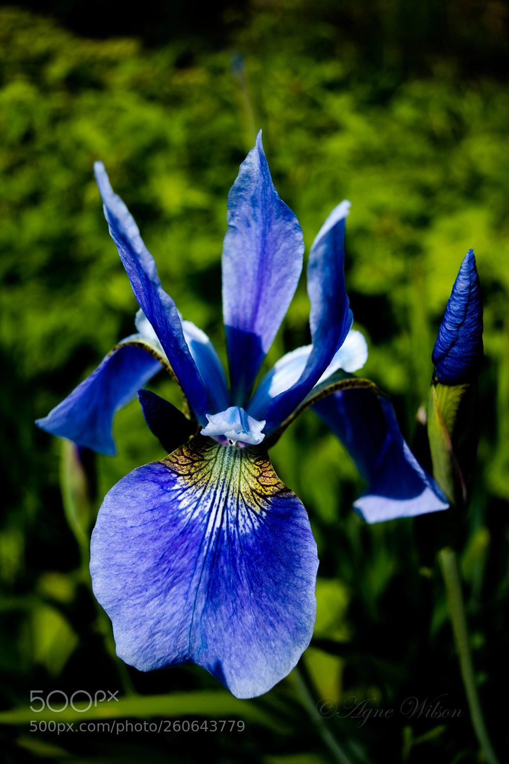 Nikon D5200 sample photo. Blue iris photography