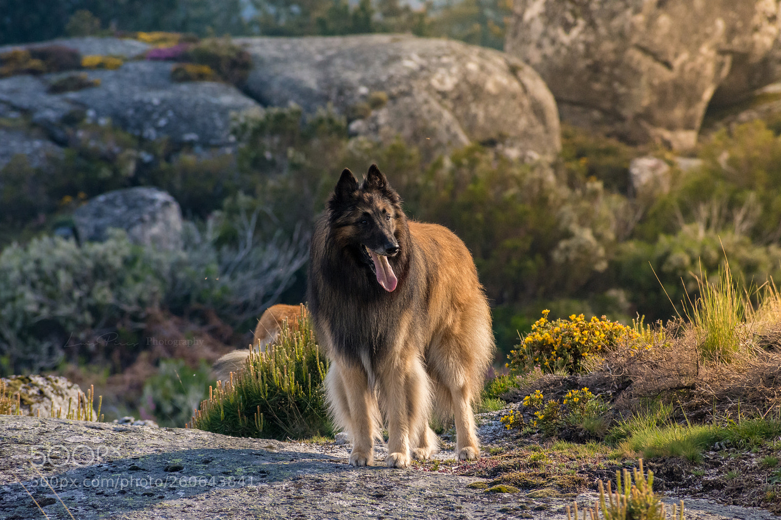Nikon D7200 sample photo. Marley in alv o photography
