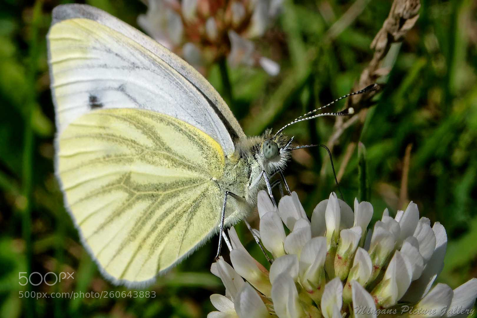 Panasonic DMC-TZ101 sample photo. Just a butterfly photography