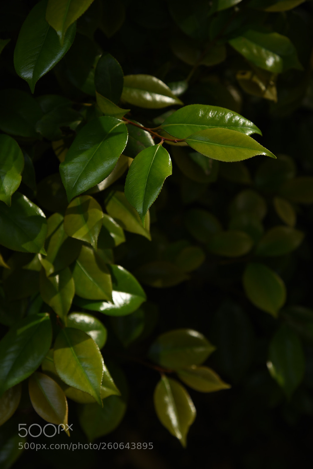 Nikon D750 sample photo. Green photography