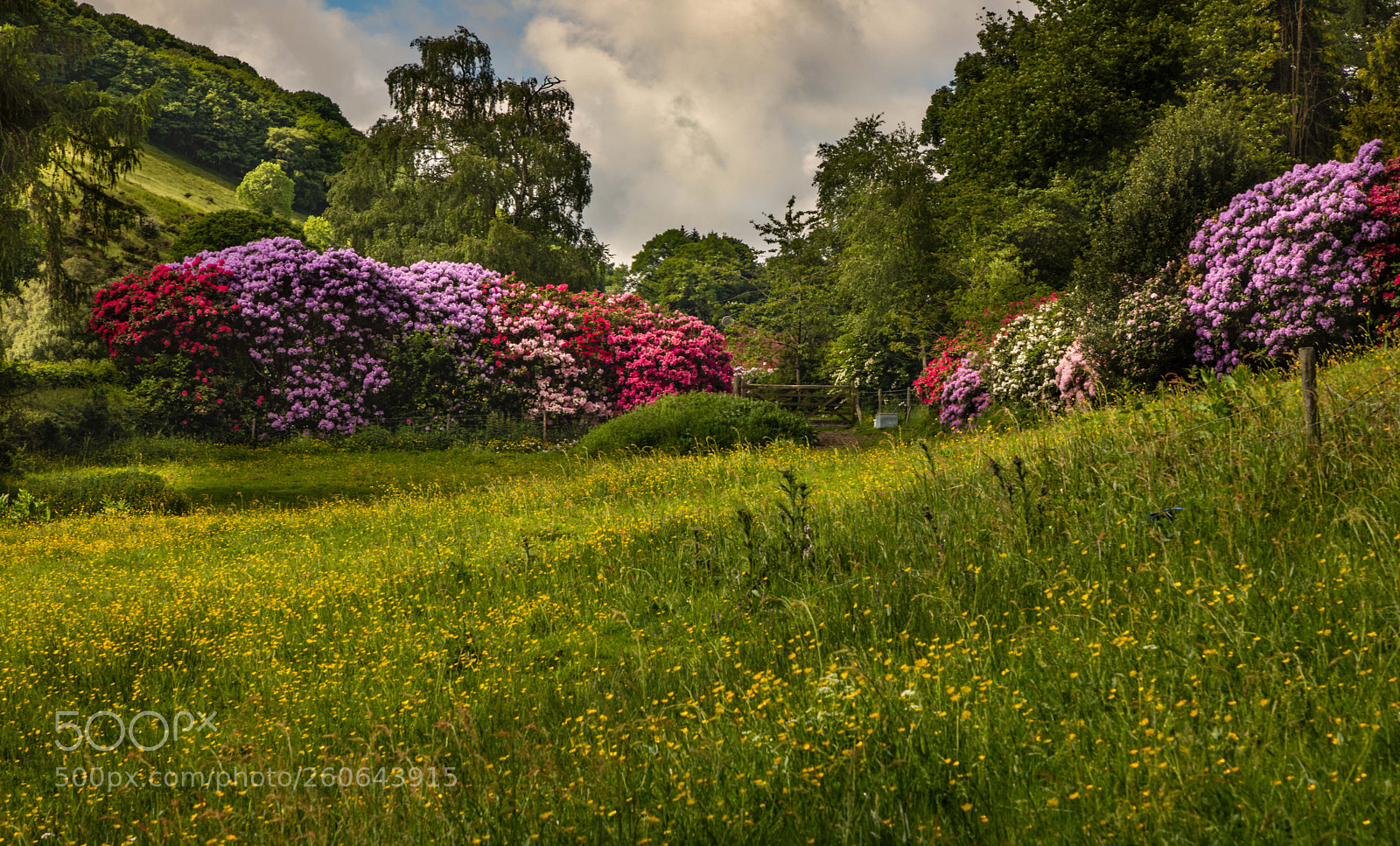 Canon EOS 5D Mark IV sample photo. Early summer colours photography