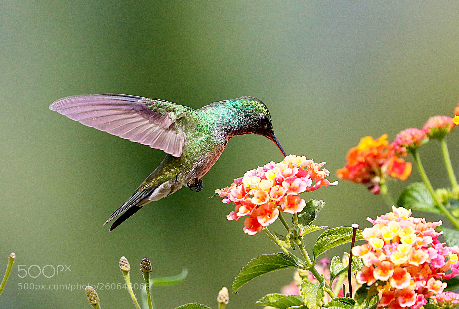 Canon EOS 7D Mark II sample photo. Beija flor de banda photography