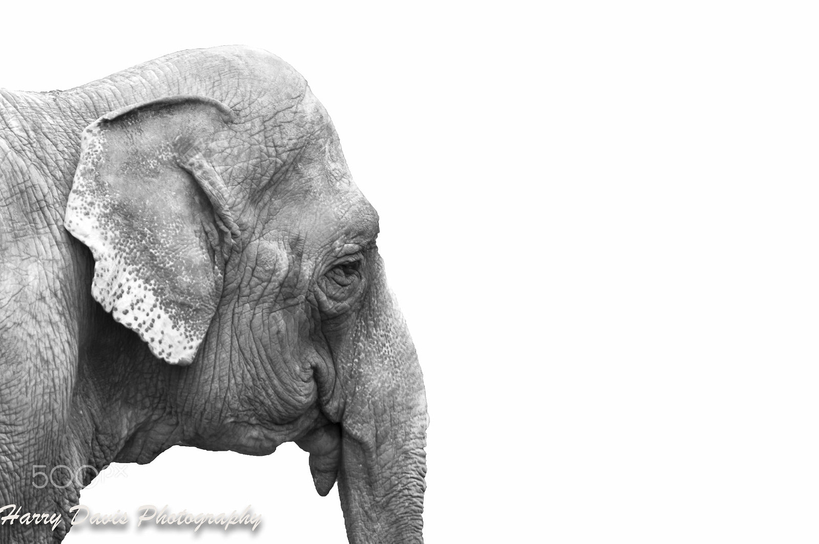 Sony SLT-A57 sample photo. Annie the elephant photography