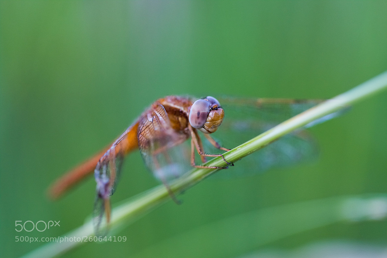 Canon EOS 70D sample photo. Untitled photography