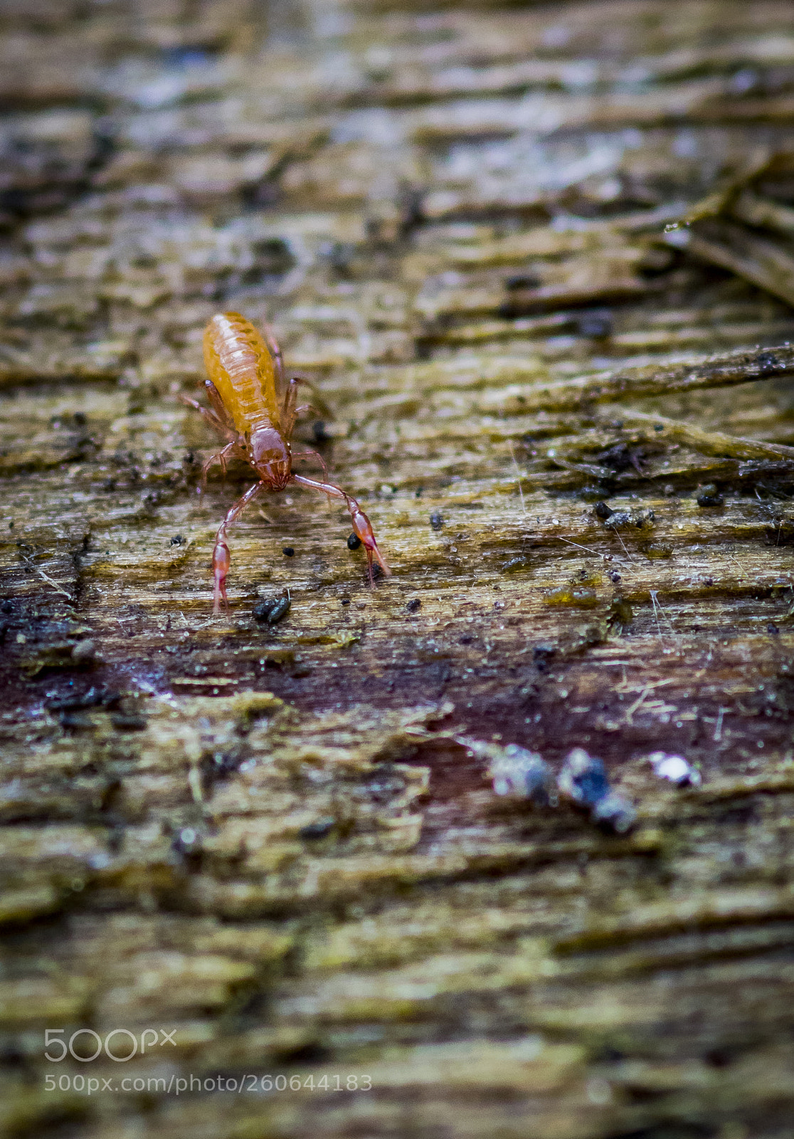 Pentax K-3 sample photo. Pseudoscorpion° photography