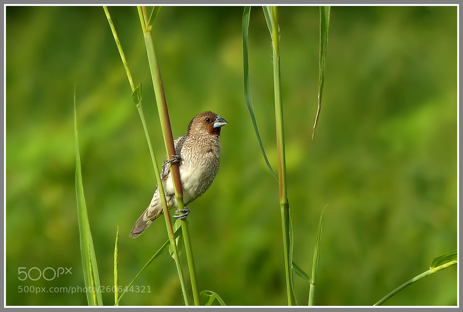 Panasonic Lumix DMC-FZ200 sample photo. Munia photography