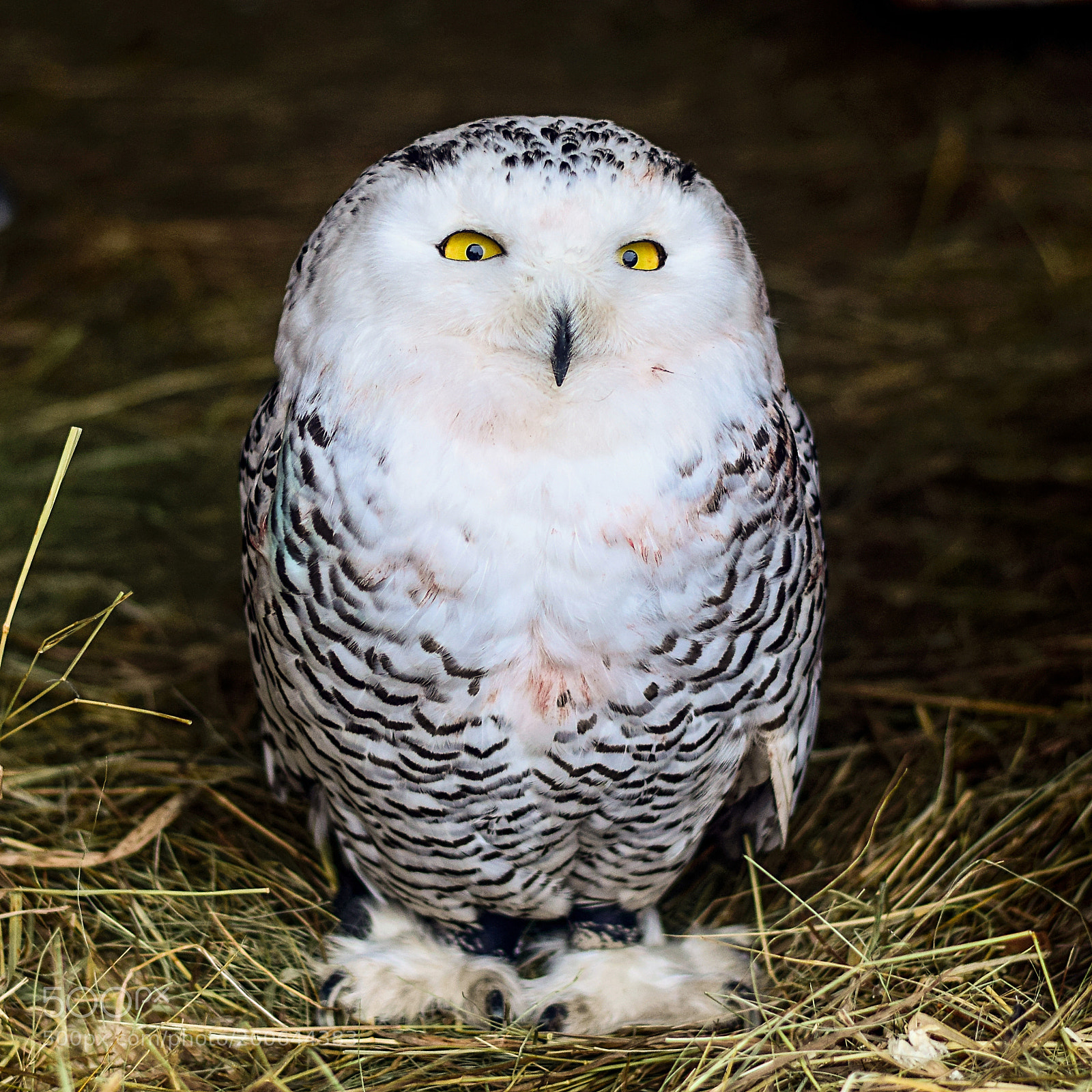 Nikon D3300 sample photo. Bird photography