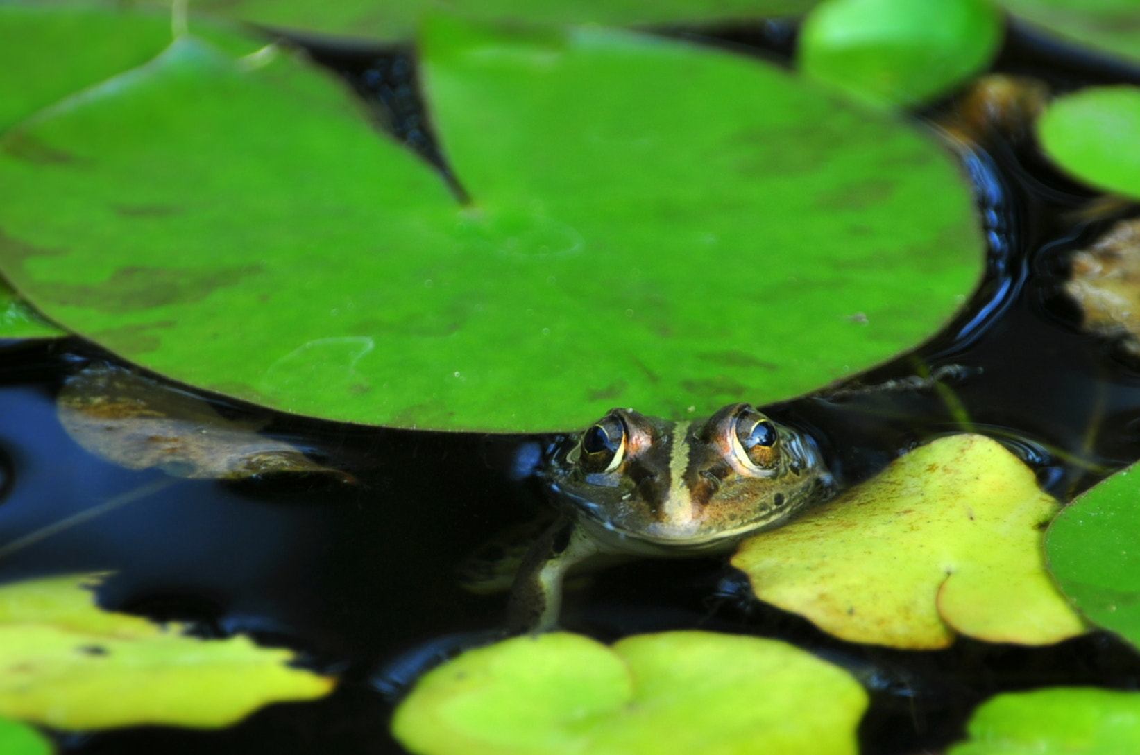 Nikon D5000 + Sigma 18-250mm F3.5-6.3 DC Macro OS HSM sample photo. Watching you photography