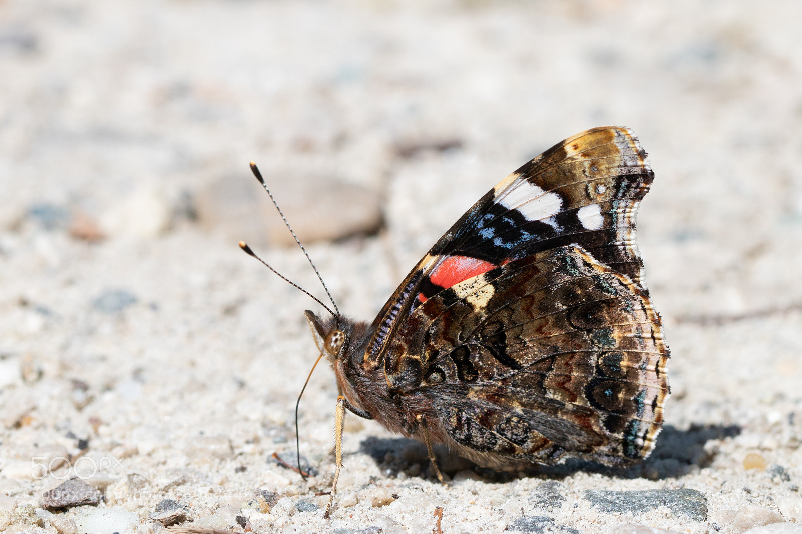 Canon EOS 750D (EOS Rebel T6i / EOS Kiss X8i) sample photo. Red admiral photography