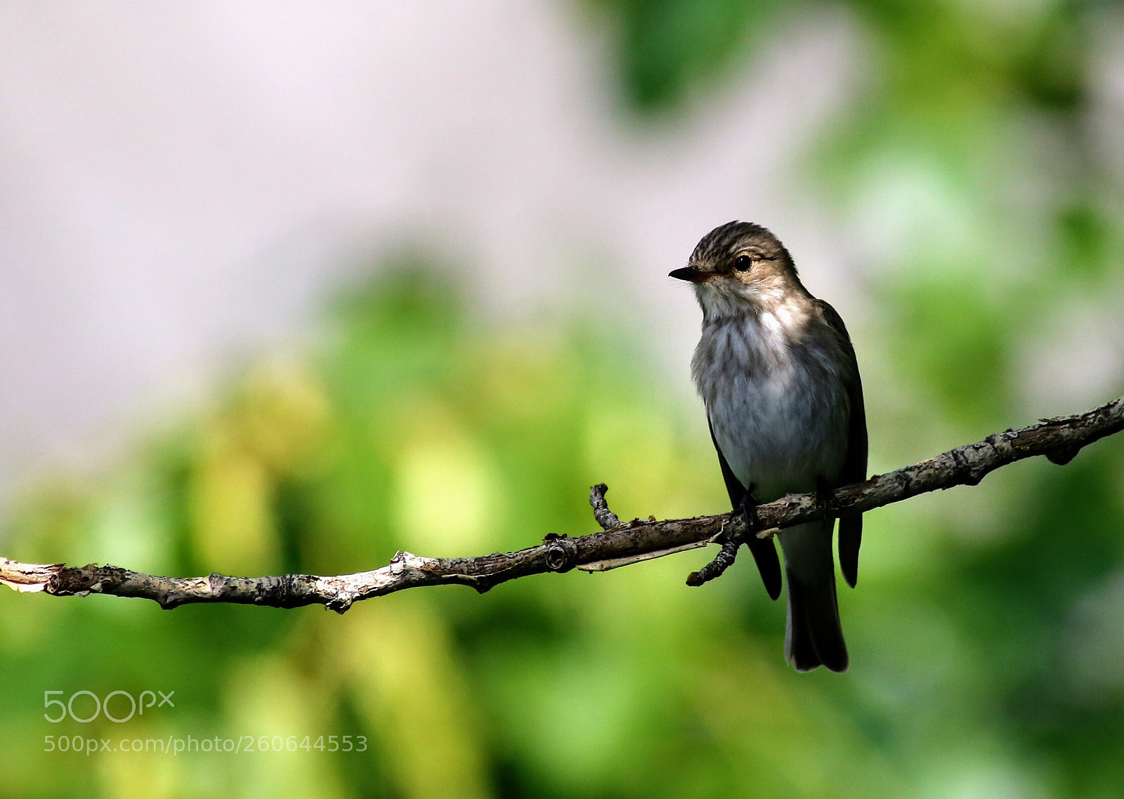 Canon EOS 6D sample photo. City bird  photography