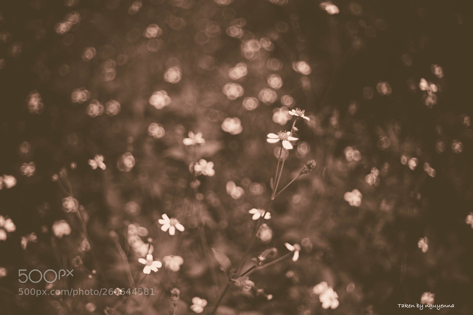 Canon EOS 6D sample photo. Daisy photography