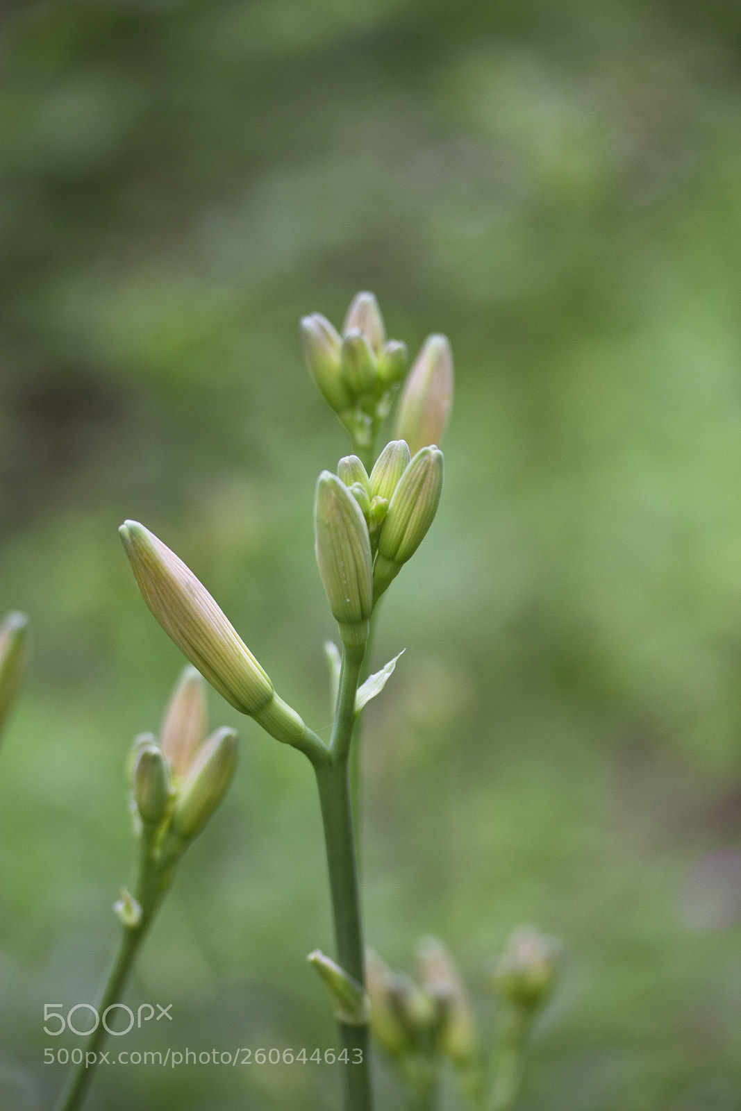 Canon EOS 60D sample photo. Taglilien (hemerocallis) photography