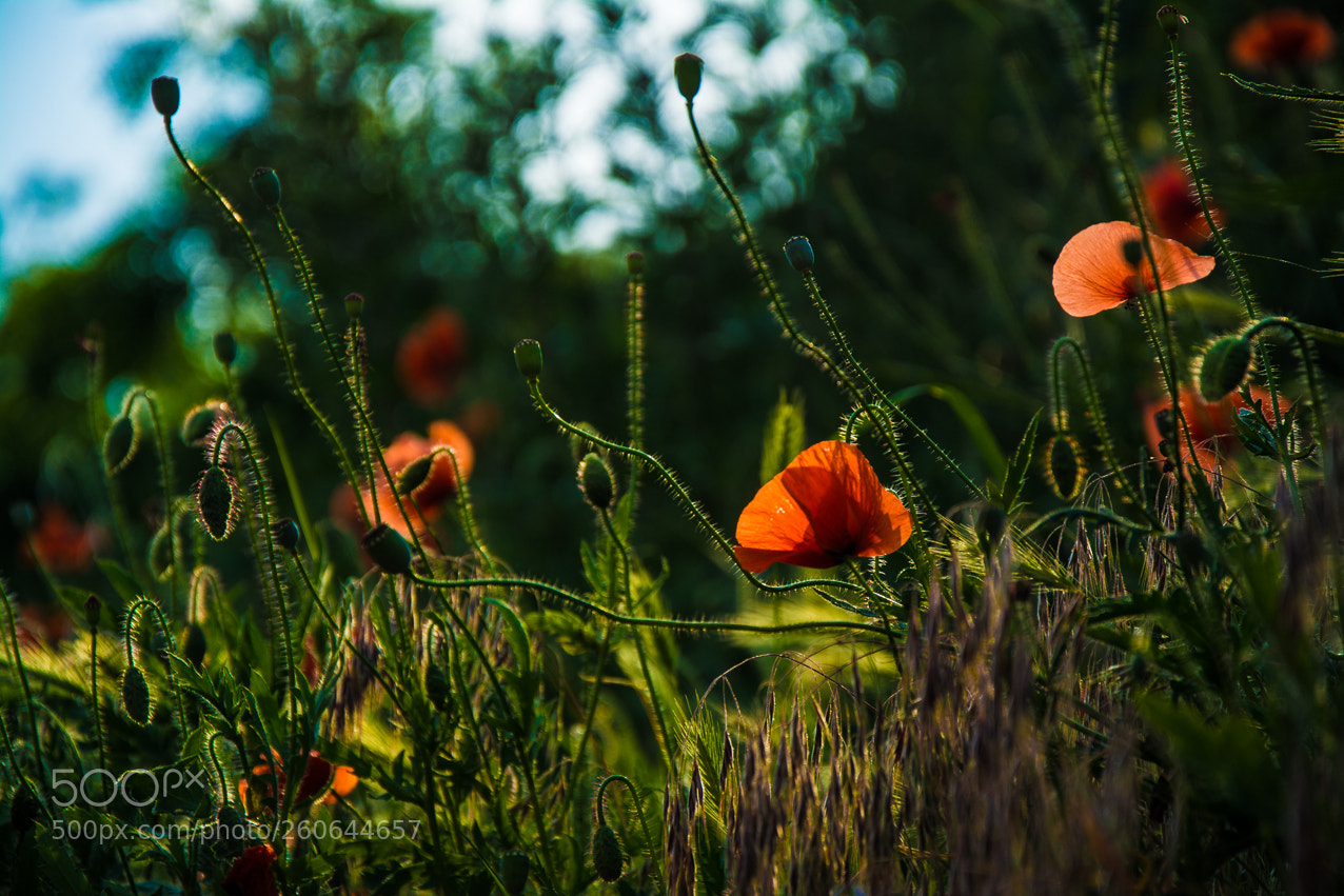 Nikon D5200 sample photo. Maki photography