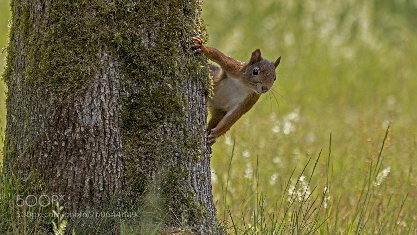 Panasonic Lumix DC-G9 sample photo. Squirrel photography