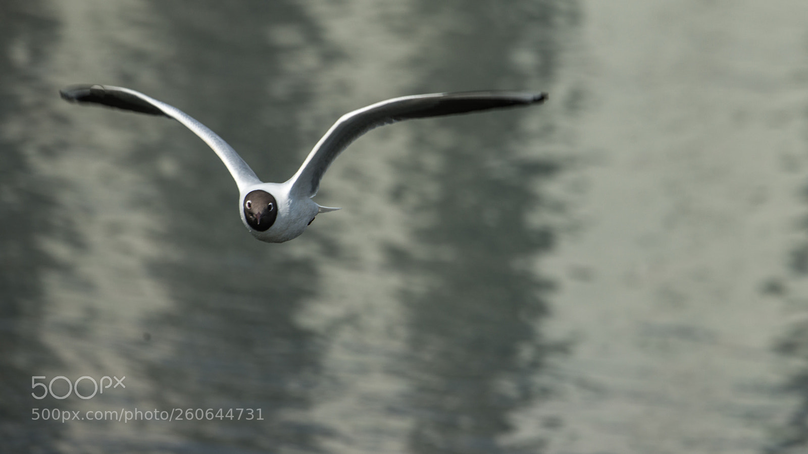 Nikon D800E sample photo. Gull photography