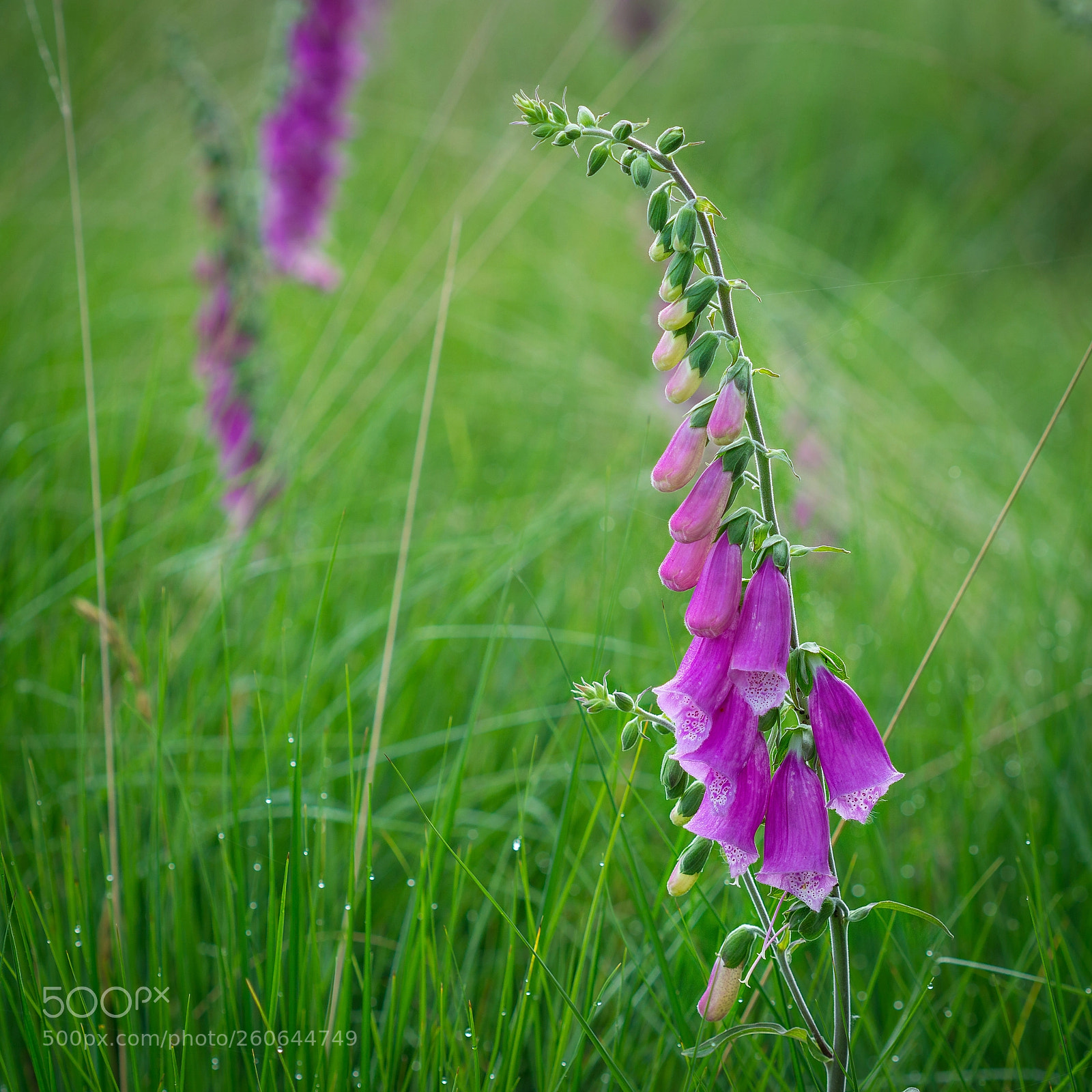 Sony a6000 sample photo. Rote fingerhut (digitalis purpurea) photography