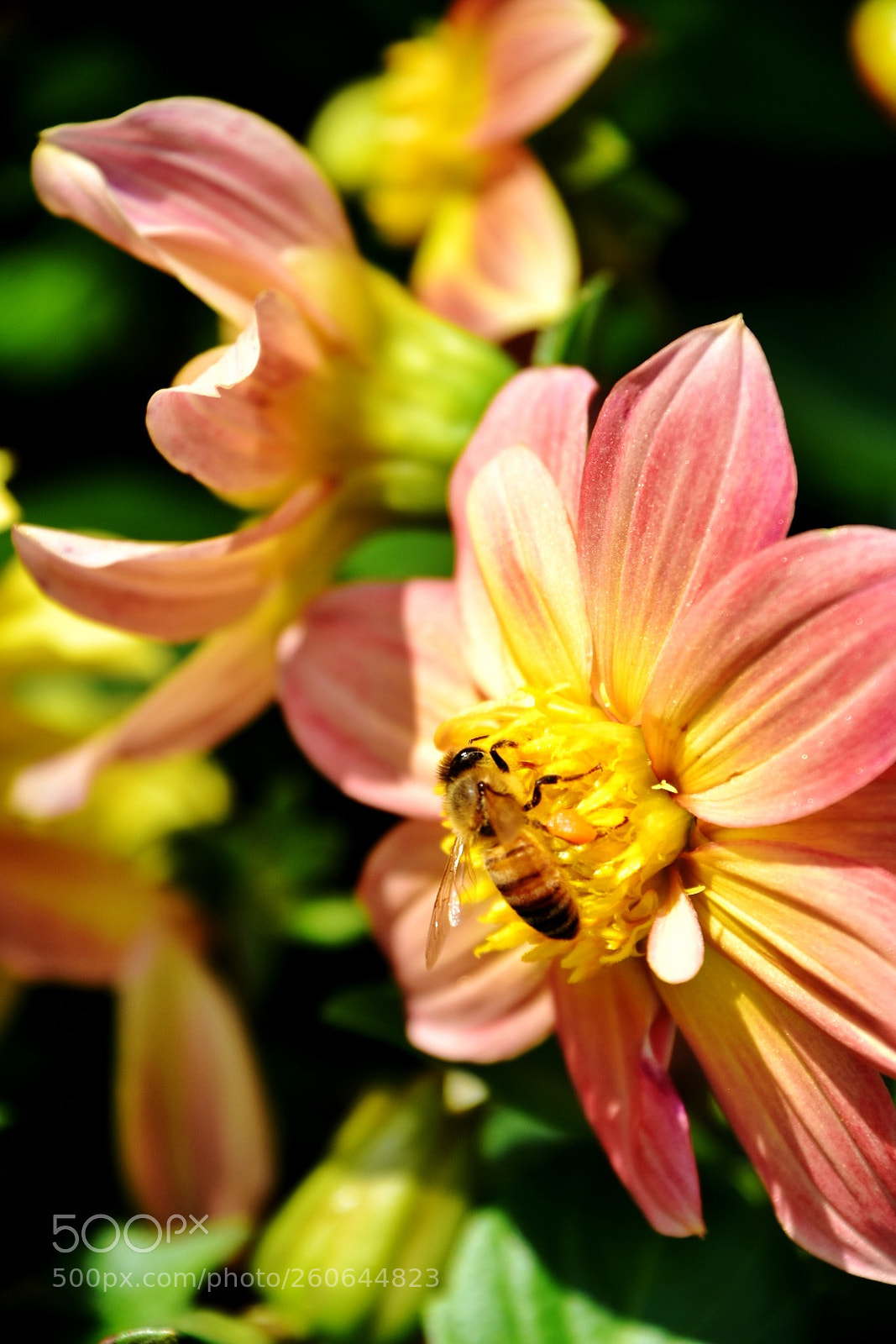 Nikon D7200 sample photo. Bee work hard photography