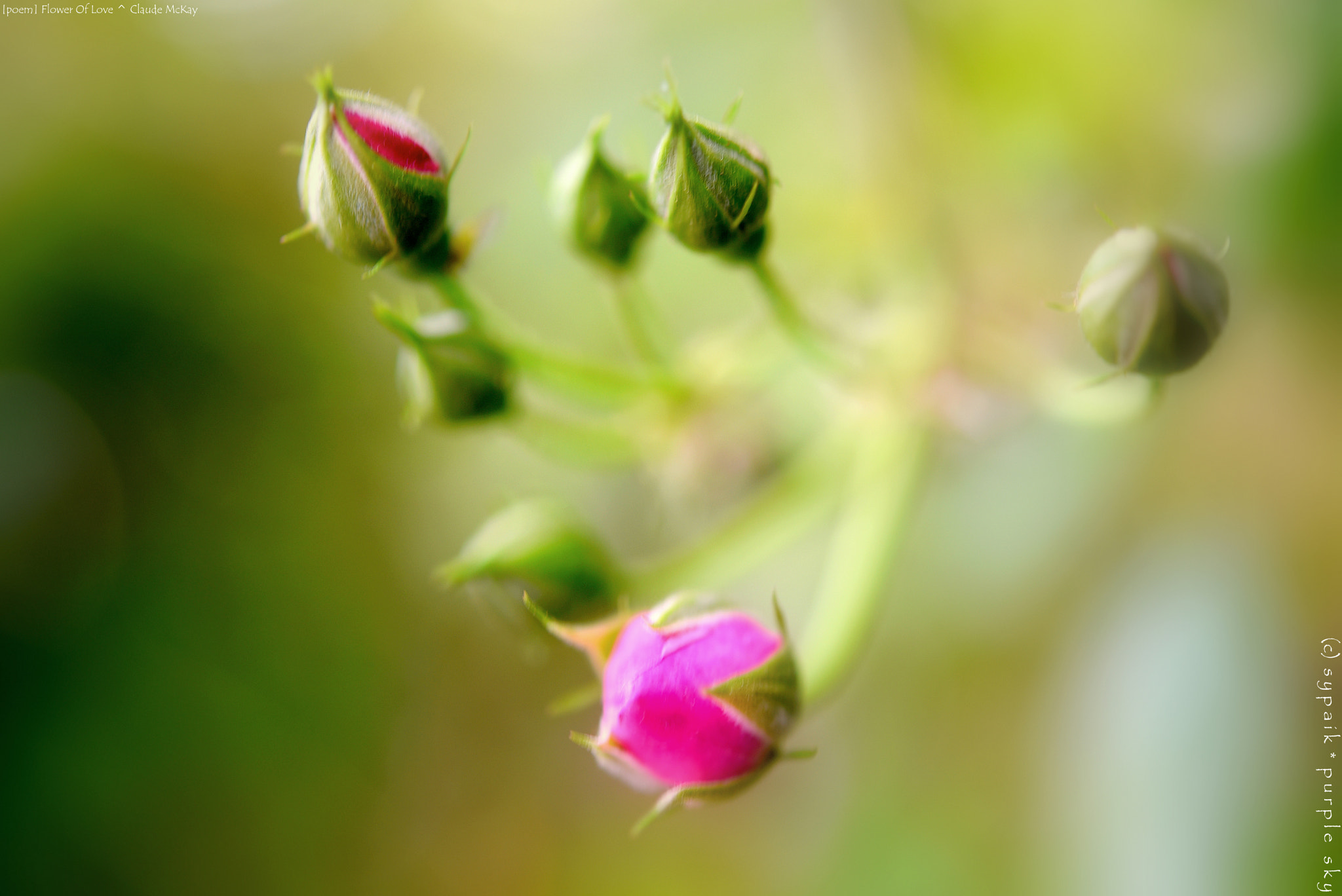 Nikon AF-S Micro-Nikkor 60mm F2.8G ED sample photo. Flower of love * photography