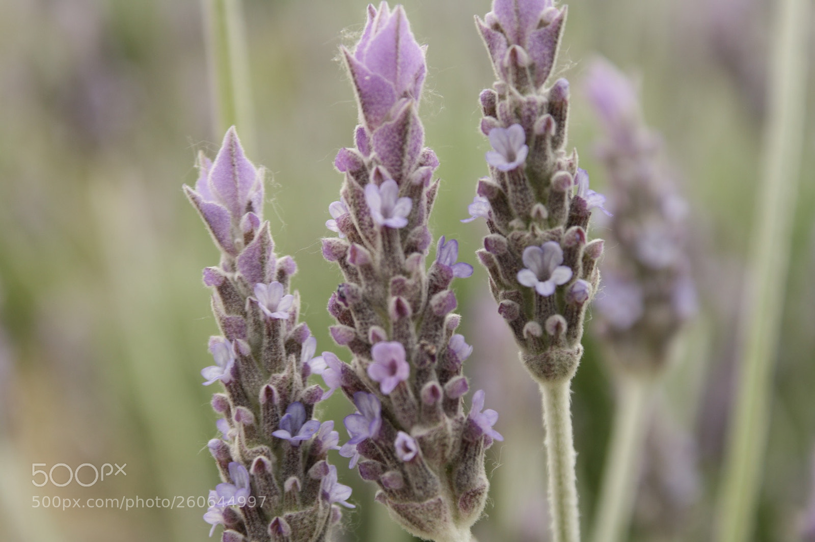 Canon EOS 1000D (EOS Digital Rebel XS / EOS Kiss F) sample photo. Lavanda  photography