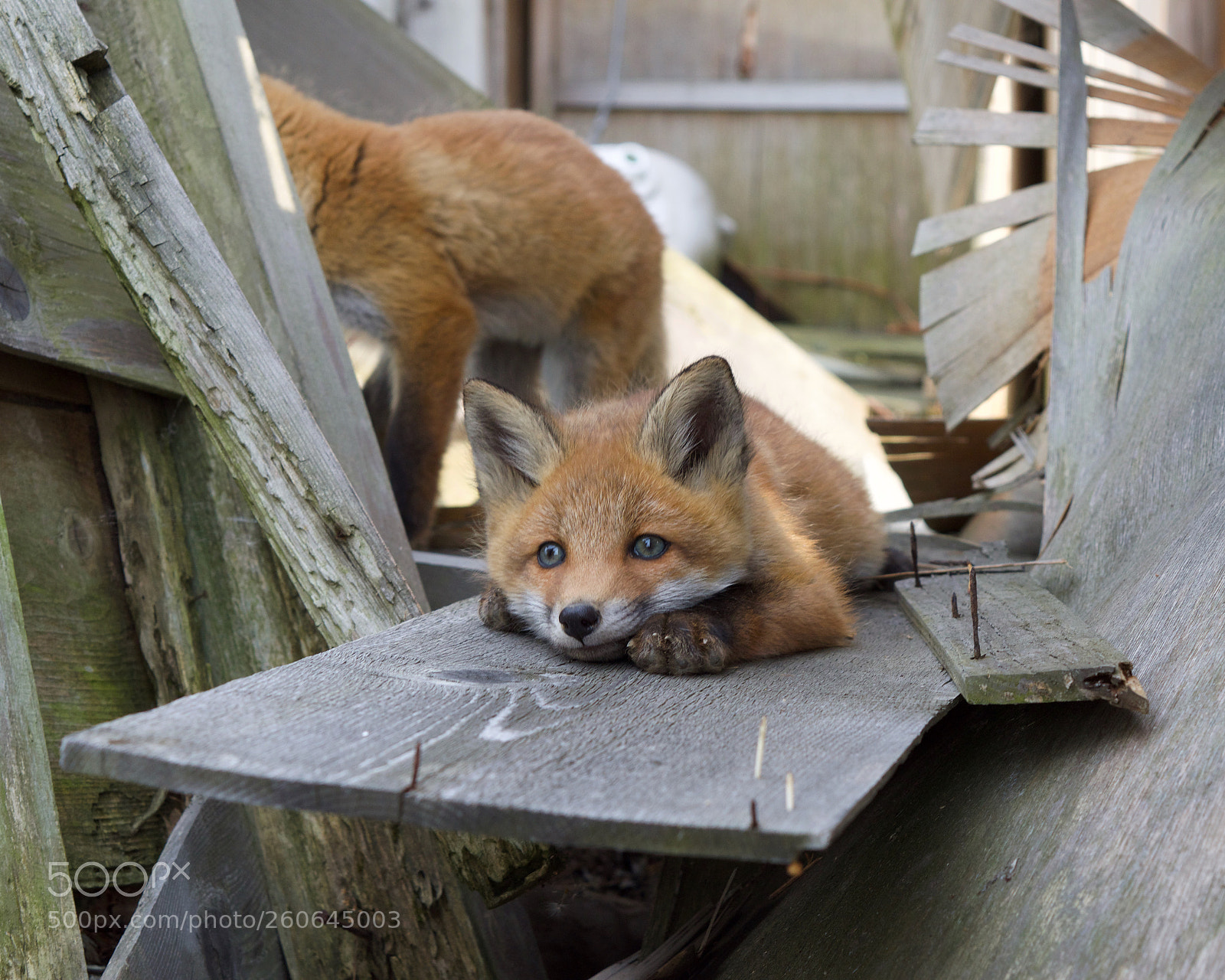 Nikon D5500 sample photo. 子ぎつね photography