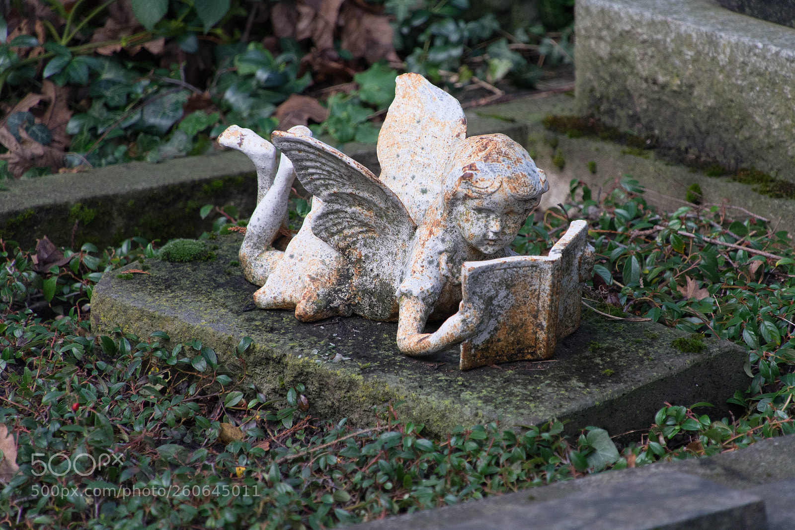 Sony a7 II sample photo. An angel who reads photography