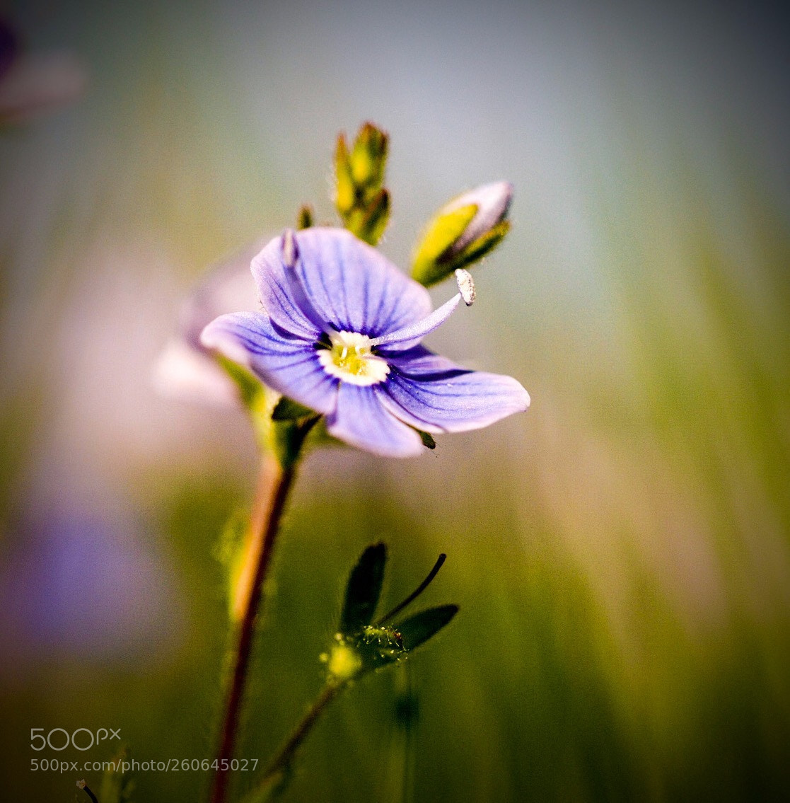 Olympus OM-D E-M1 sample photo. Speedwell photography