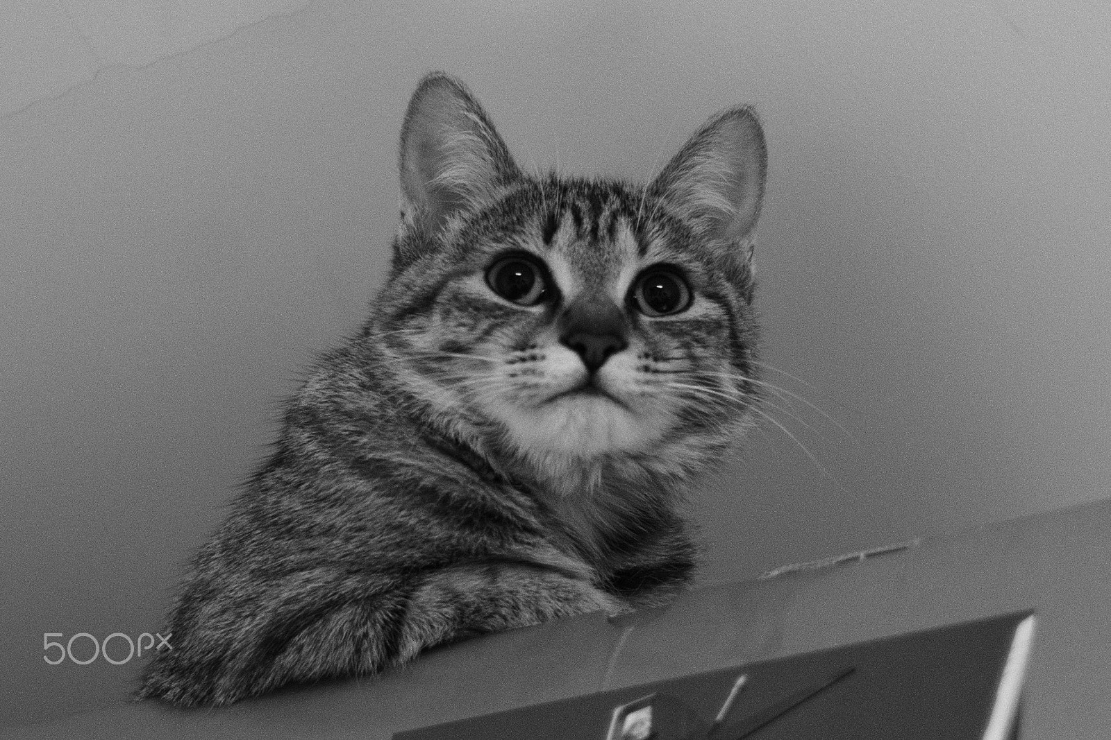 Leica M Monochrom (Typ 246) sample photo. I'm your boss around this place! photography