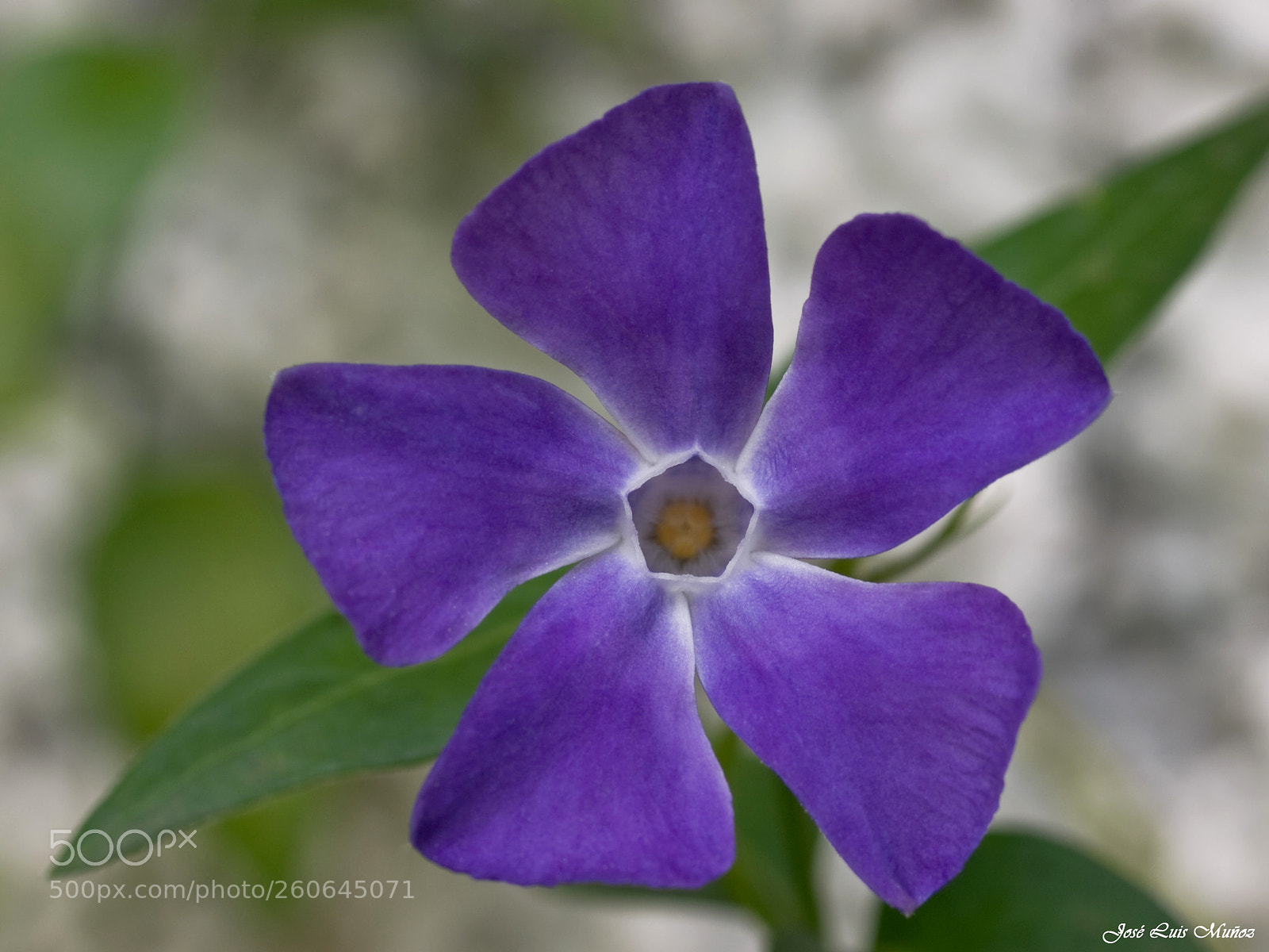 Olympus E-3 sample photo. Flor morada photography
