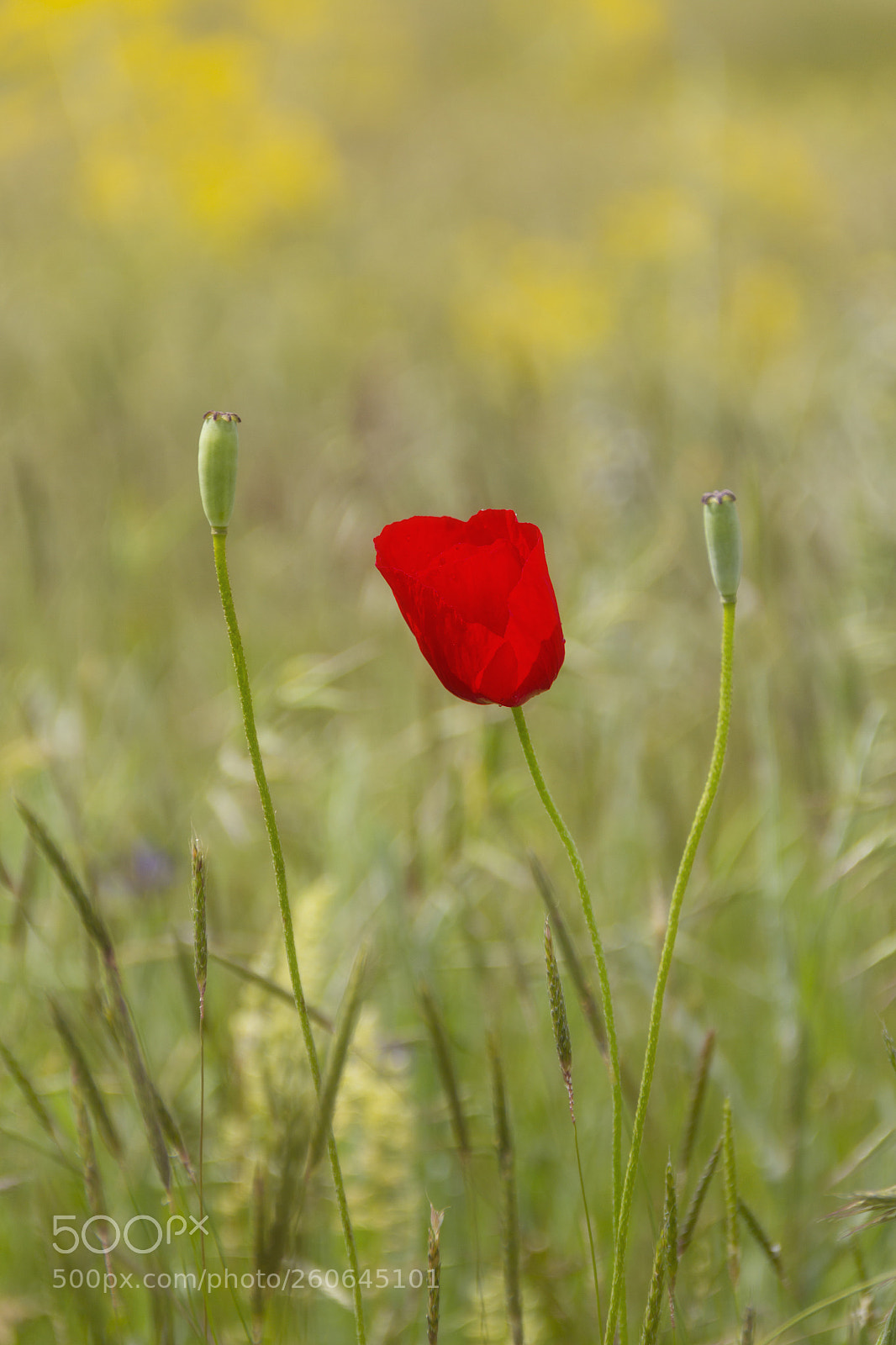 Canon EOS 60D sample photo. Dale poppy photography
