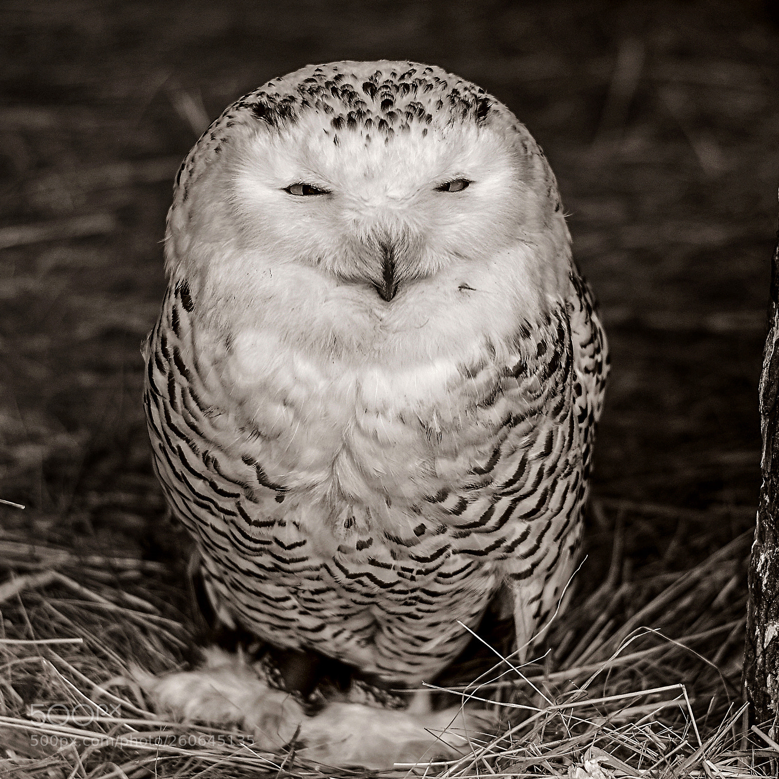 Nikon D3300 sample photo. Bird photography