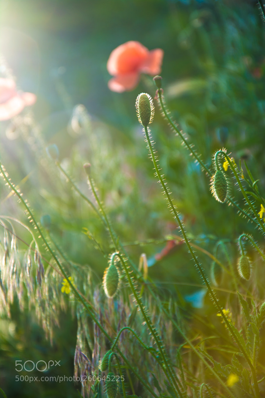 Nikon D5200 sample photo. Nature photography