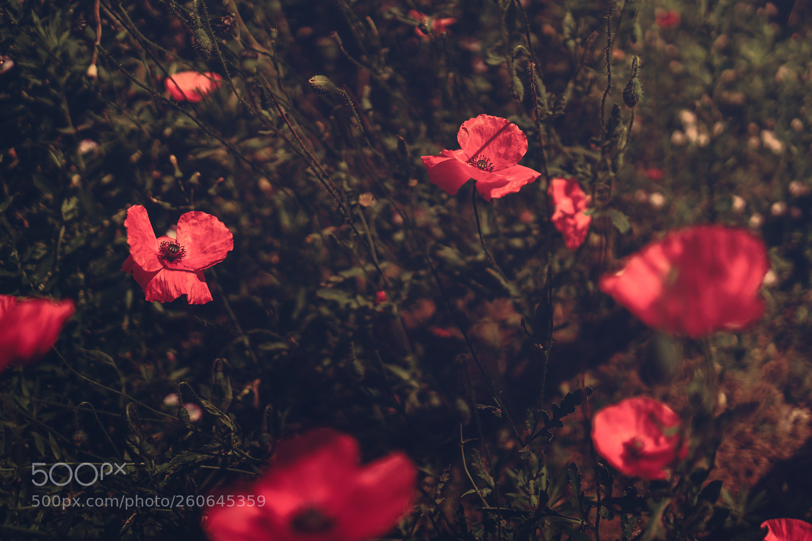 Sony a7R II sample photo. Flower power photography